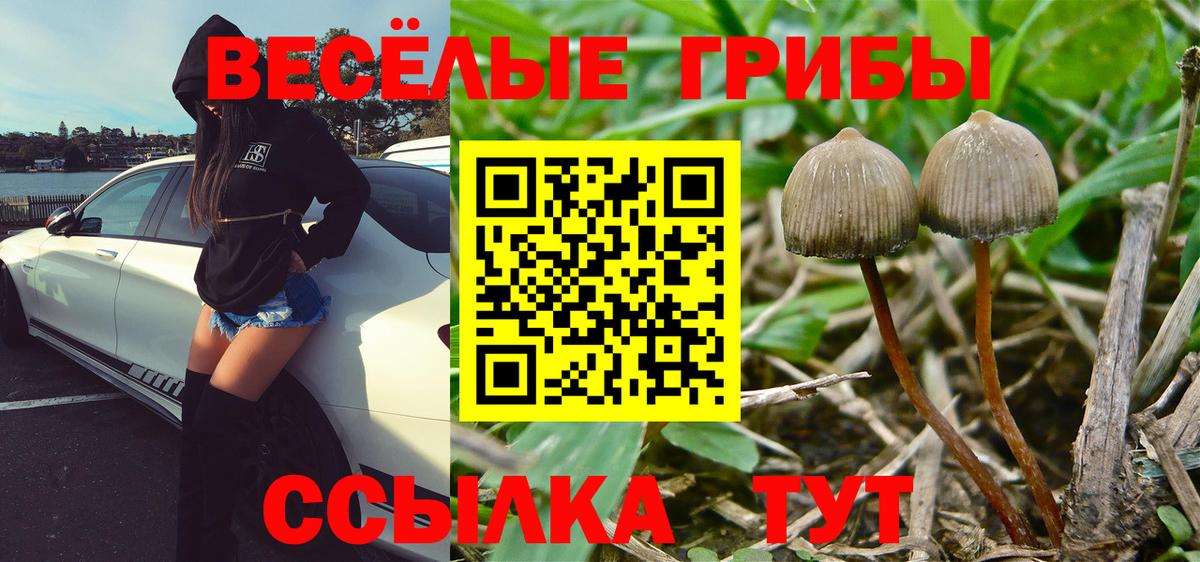 Псилоцибиновые грибы Psilocybe  где продают наркотики  Белово  Вход с VPN 